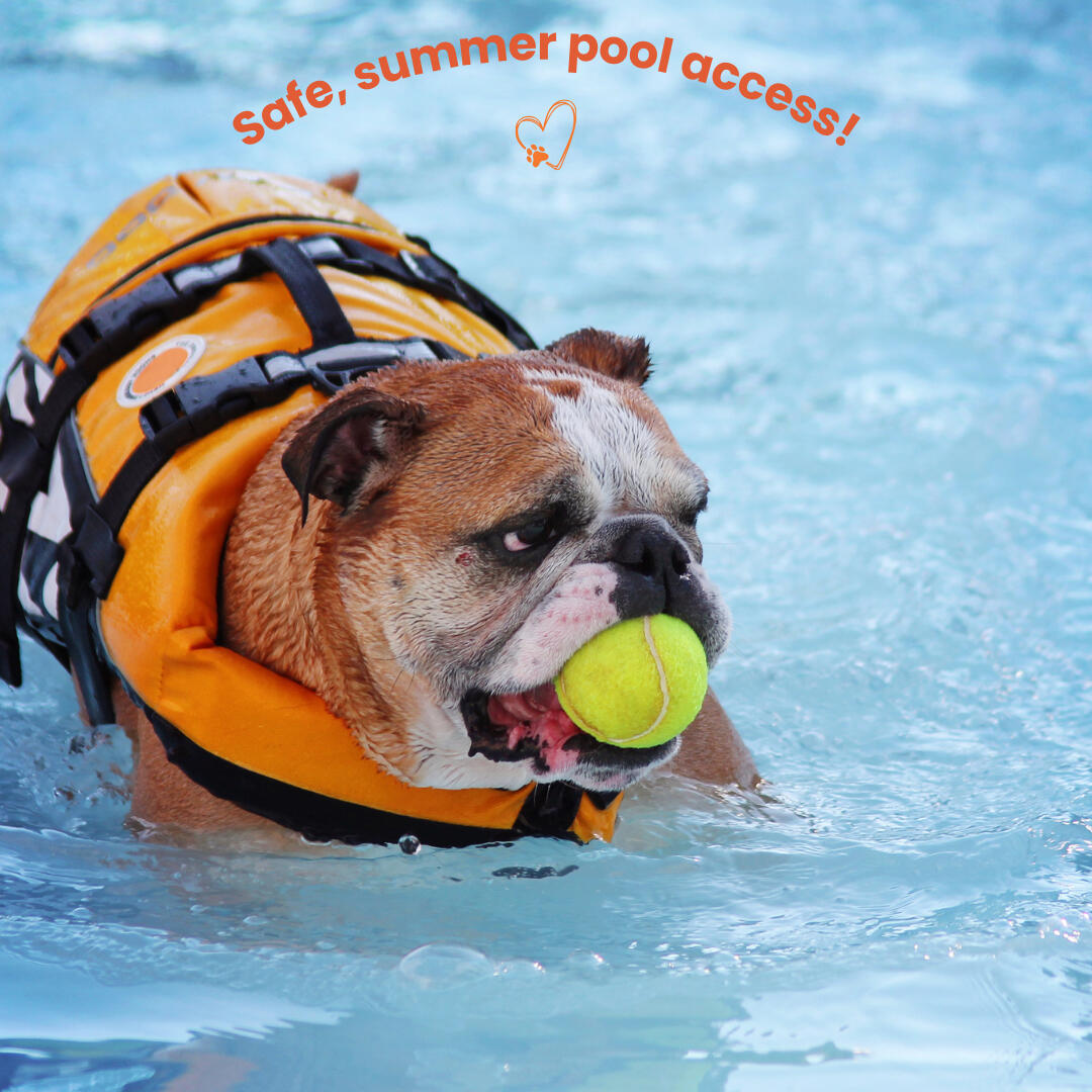 Bulldog in orange safety vest swimming in pool with ball—home dog boarding in Tempe, AZ with summer pool access for dogs who love to swim.