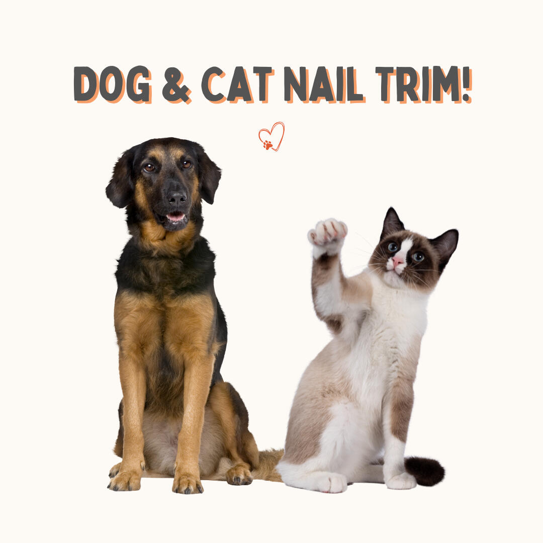 A black and brown dog sitting next to a Siamese cat, its paw extended in the air. In home nail trims for your dog or cat in Tempe, AZ.