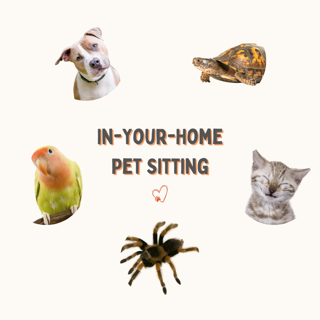 In-home pet sitting for all animals in Tempe, AZ near Southern and Priest—dog, cat, bird, and exotic pet care while you're away.