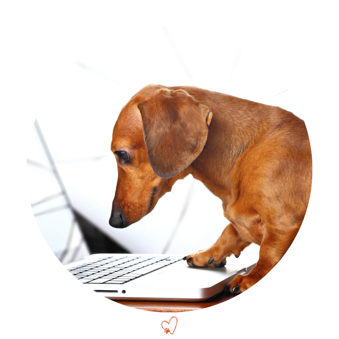 Image shows a red Dachshund looking at a laptop, with its paw on the trackpad. Be sure to use this form if you have questions about pet sitting, dog boarding, or nail trims for your pet in Tempe, AZ!