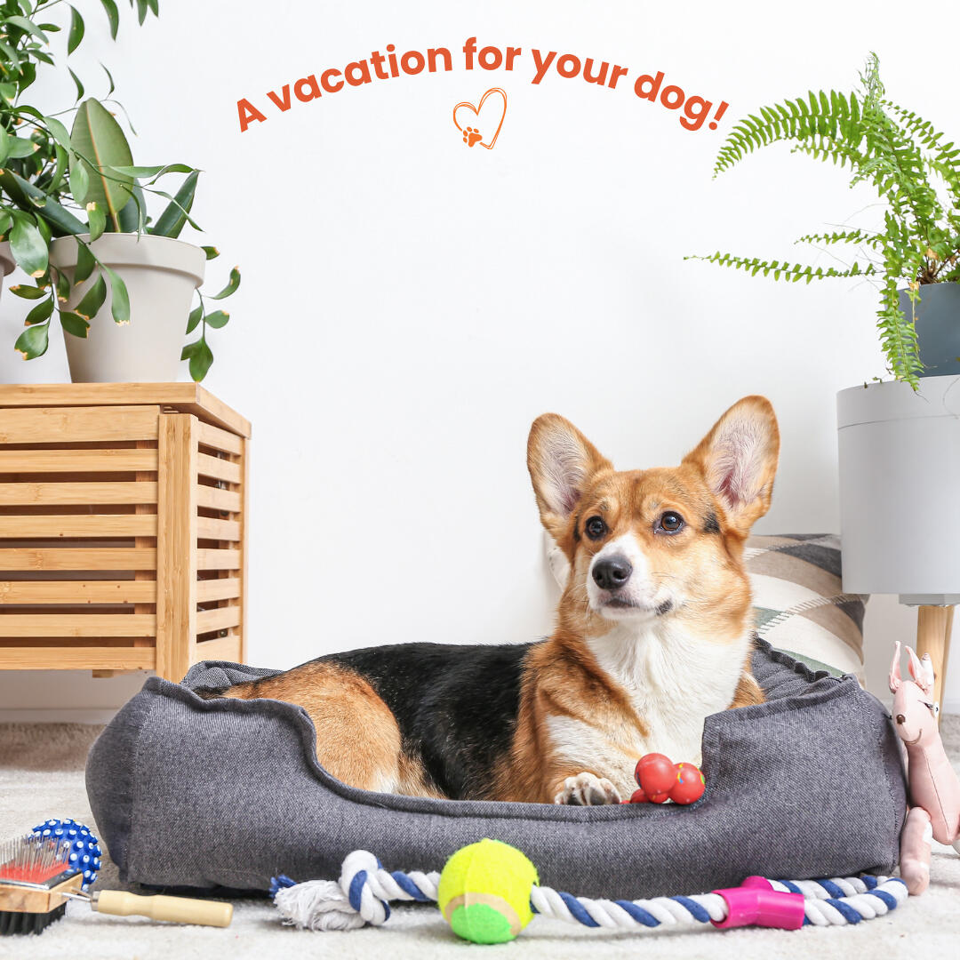 Corgi relaxing in a cozy grey dog bed during in-home dog boarding in Tempe, AZ—stress-free alternative to commercial kennels.